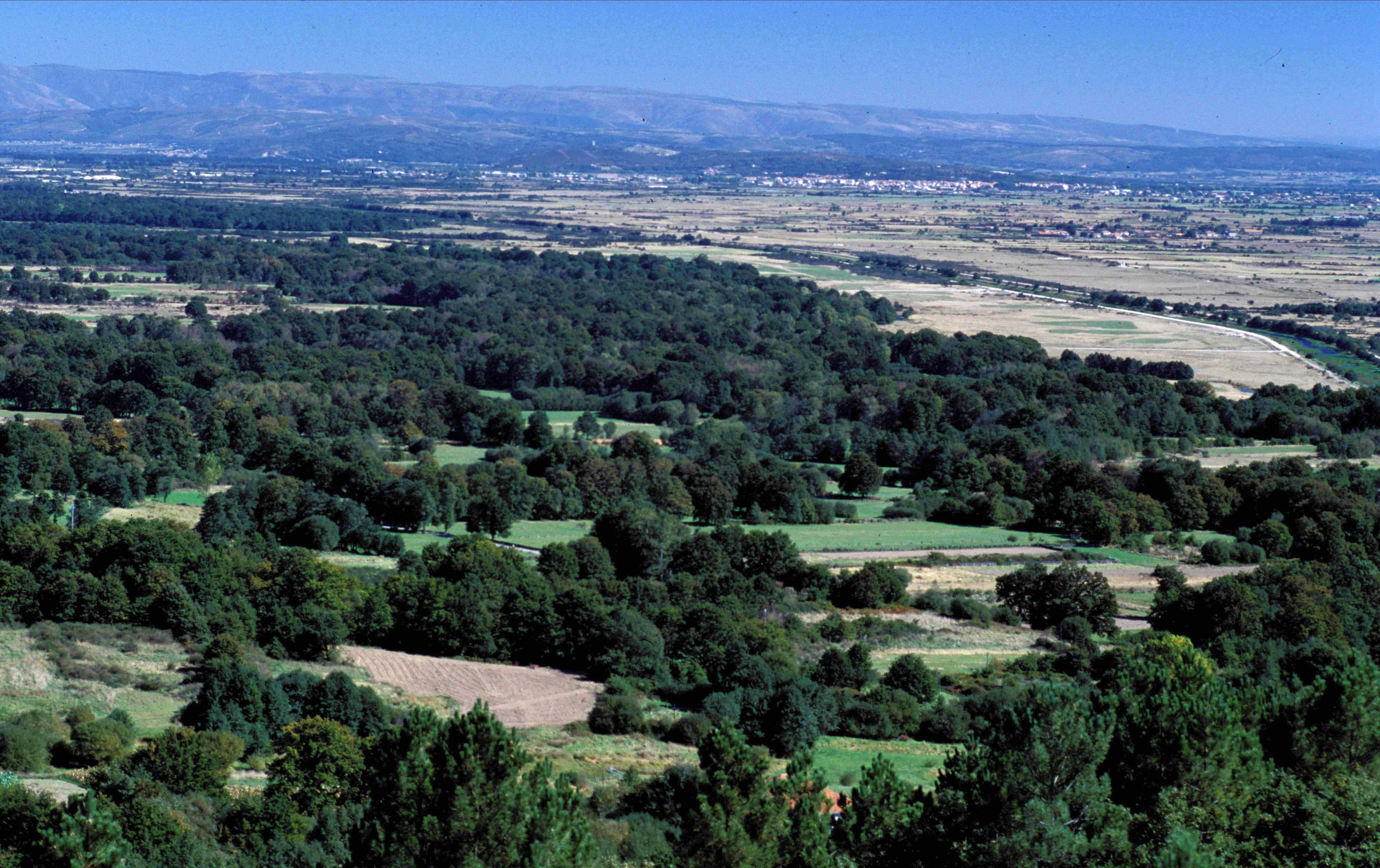 arboleda