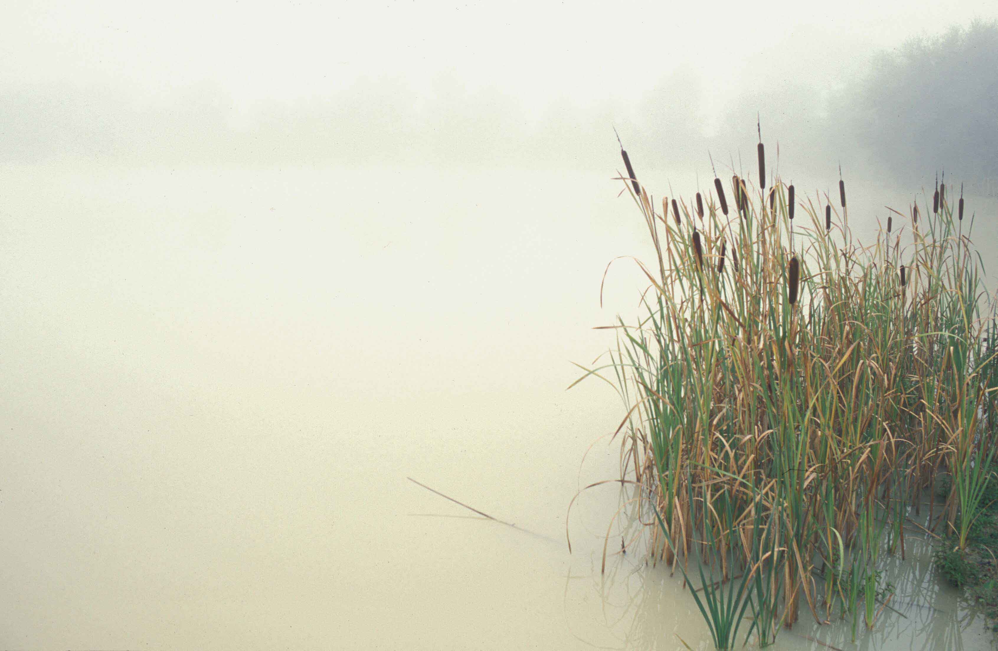 typha